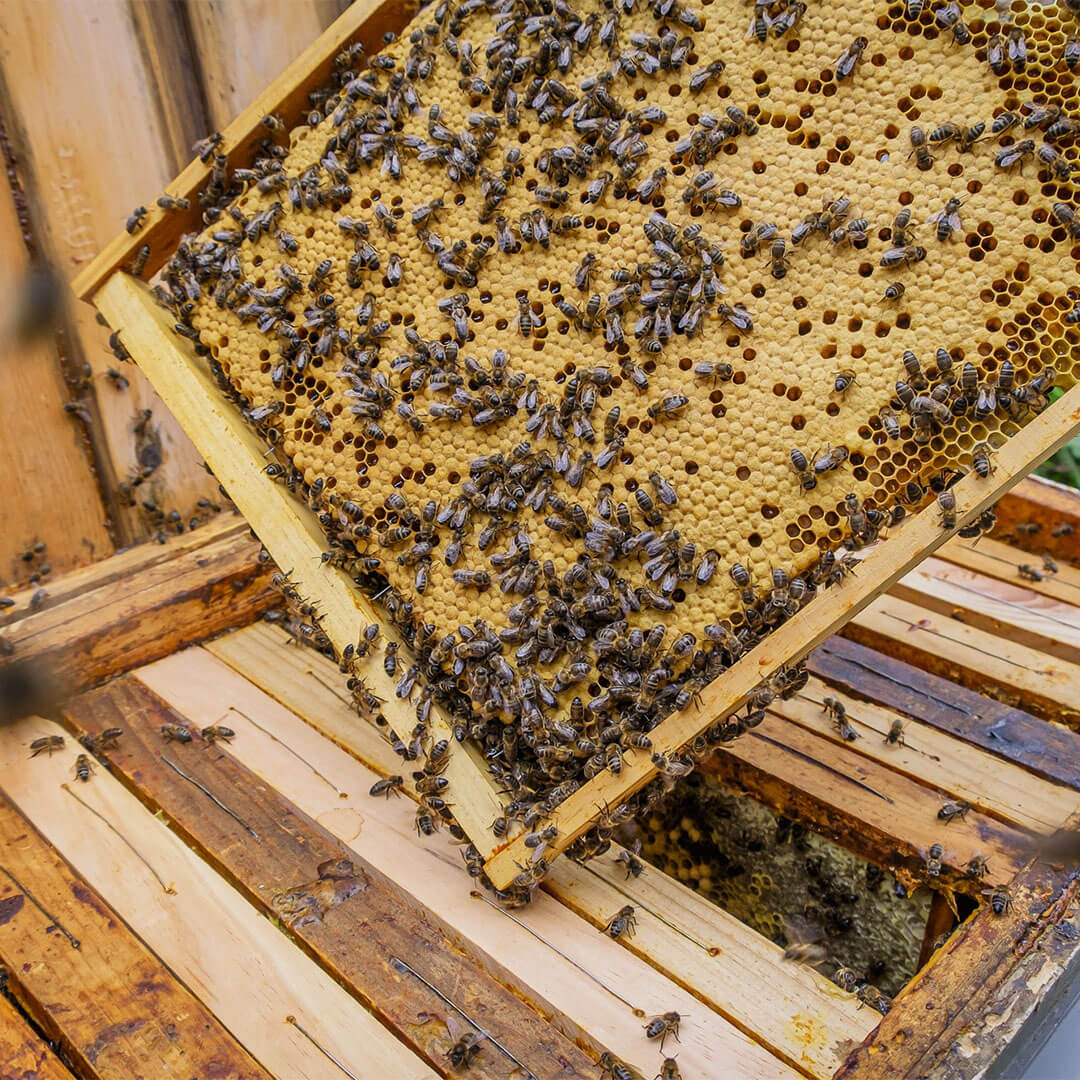 Anadolu Irkı Ruşet Koloni