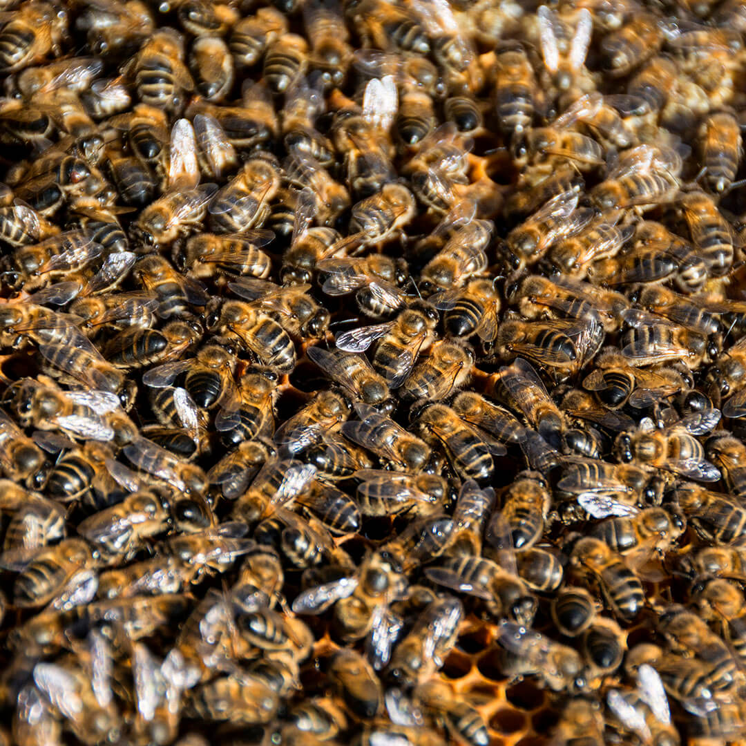 10 Çerçeveden Silkme Paket Arı